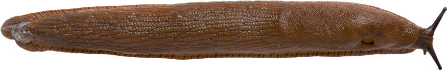 Arion vulgarisSPANSK SKOGSSNIGEL14,3 × 91,3 mm